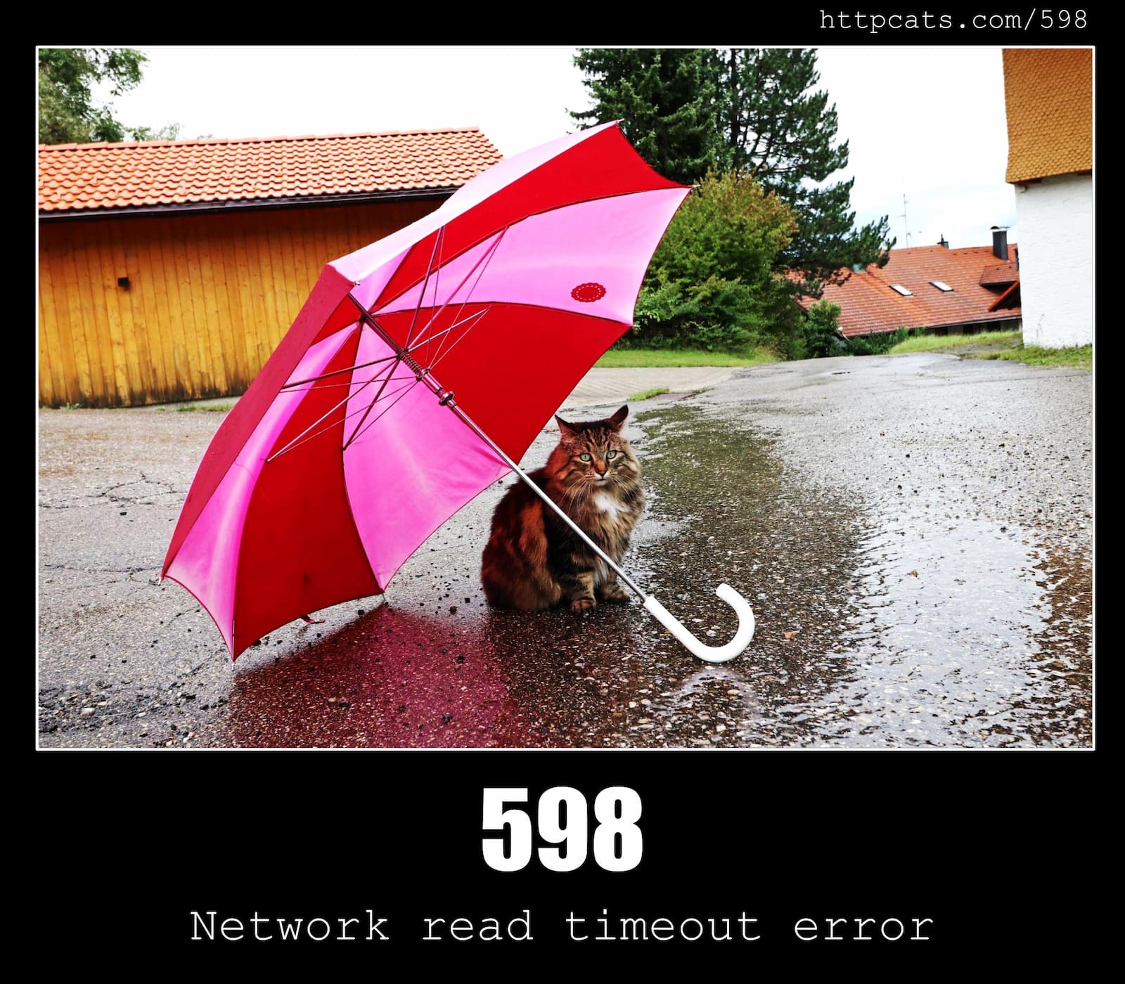 HTTP Status Code 598 Network read timeout error & Cats