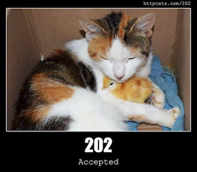 202 Accepted & Cats