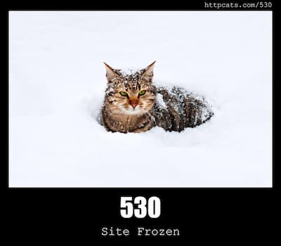 530 Site Frozen & Cats
