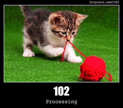 102 Processing & Cats