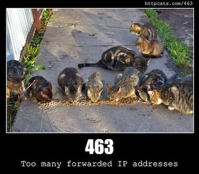 463 Too many forwarded IP addresses & Cats